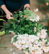 Load image into Gallery viewer, Rose Subscription, Shipping